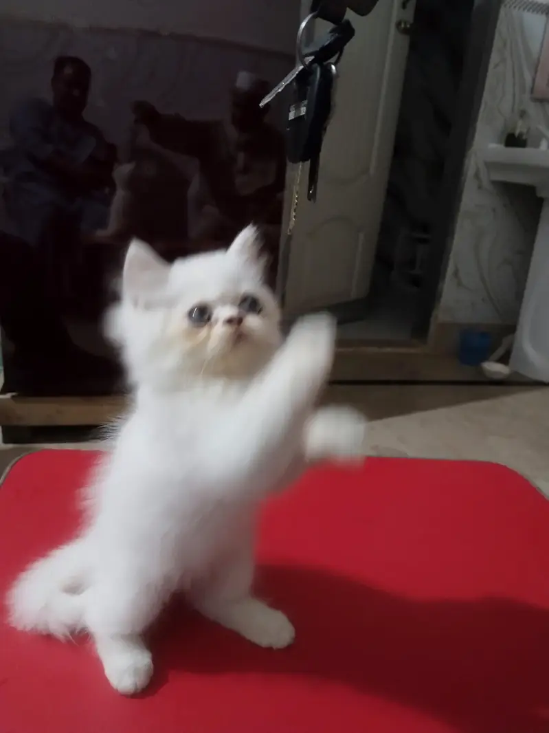 parshein kitten — photo 7