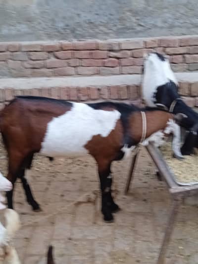 donda Bakra far sale