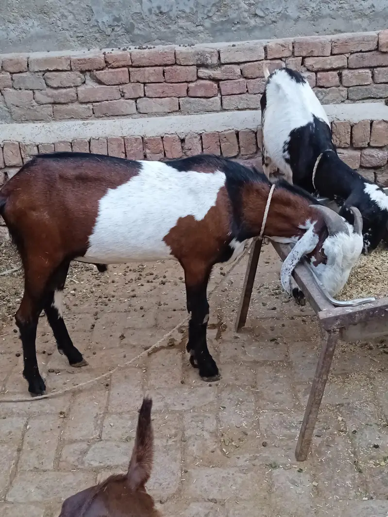 donda Bakra far sale — photo 2