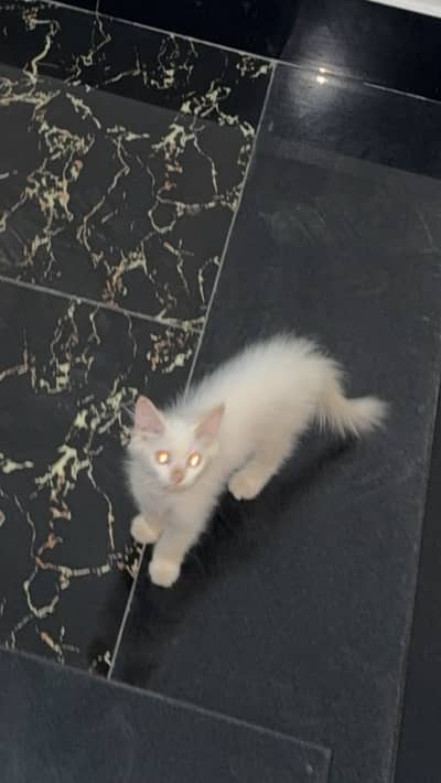 Cat for sale