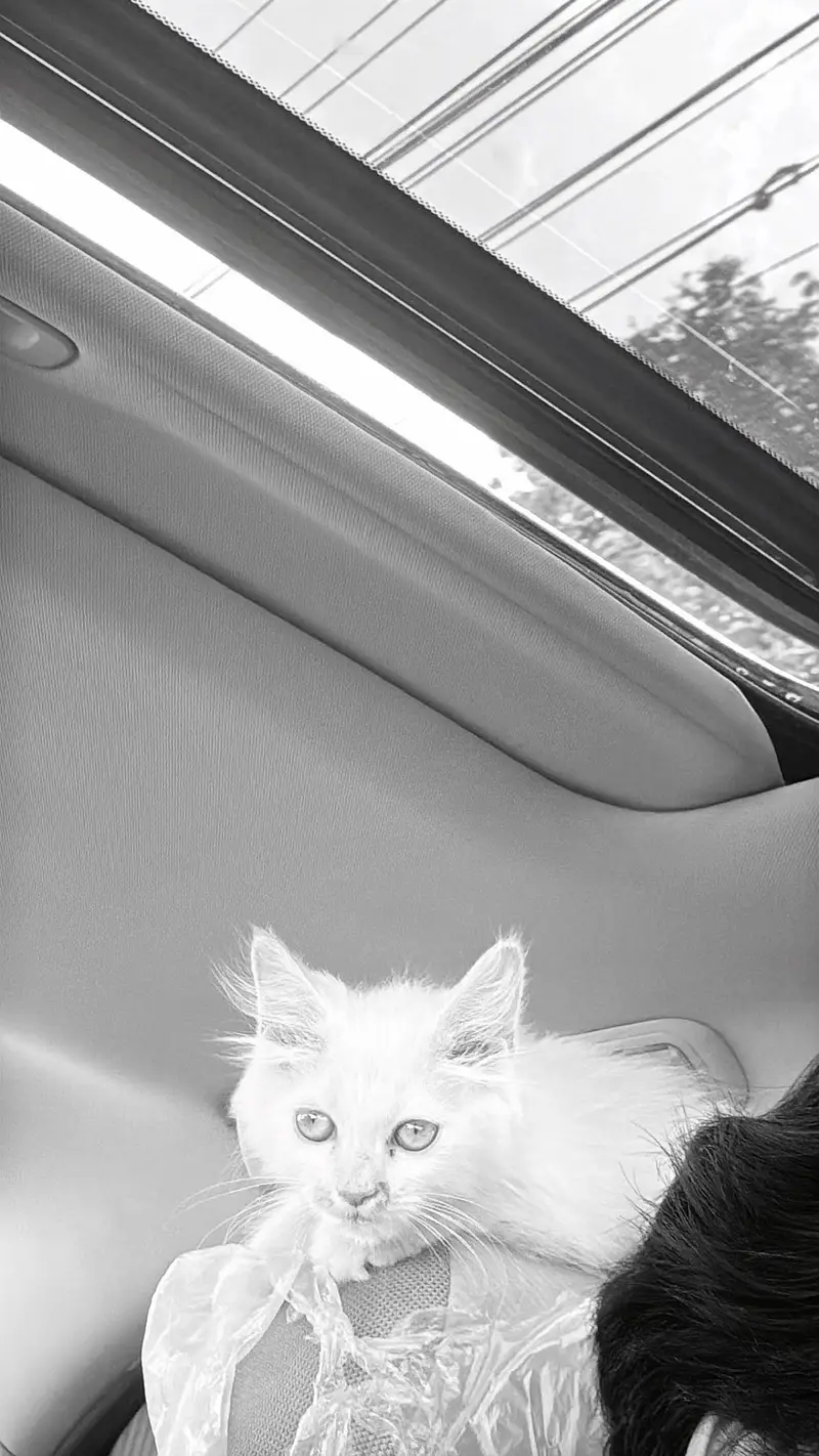 Cat for sale — photo 2