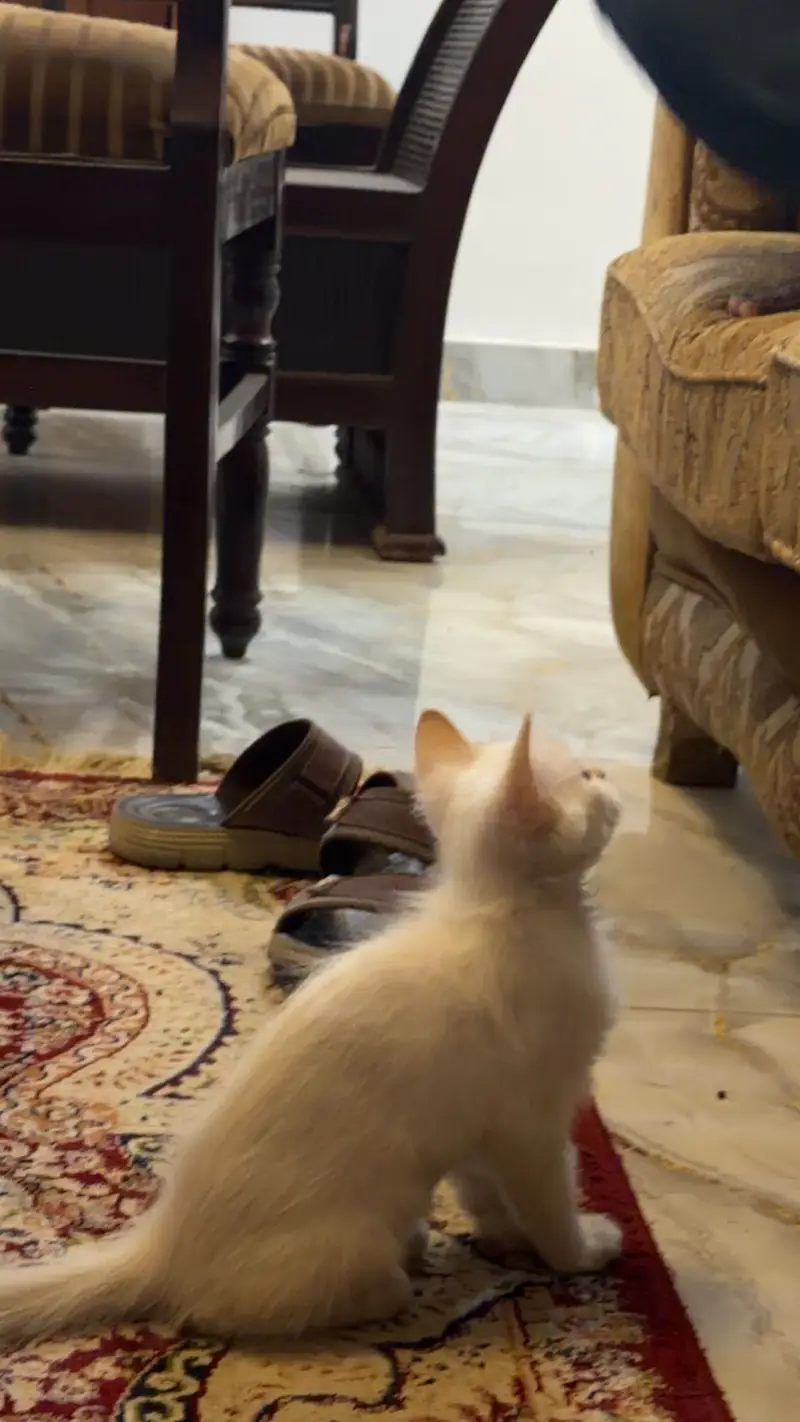 Cat for sale — photo 4