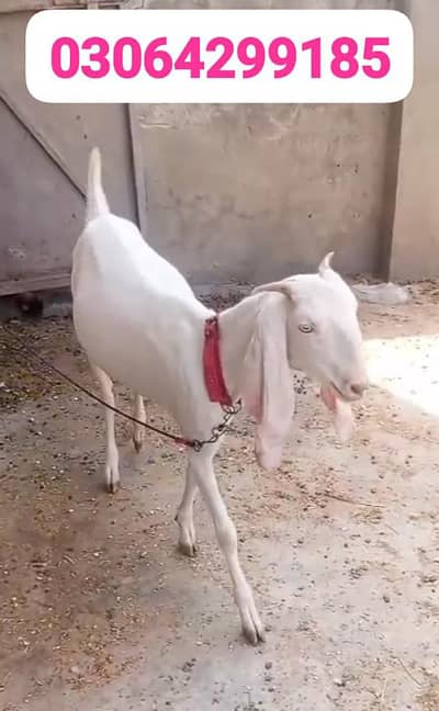 goat for sale