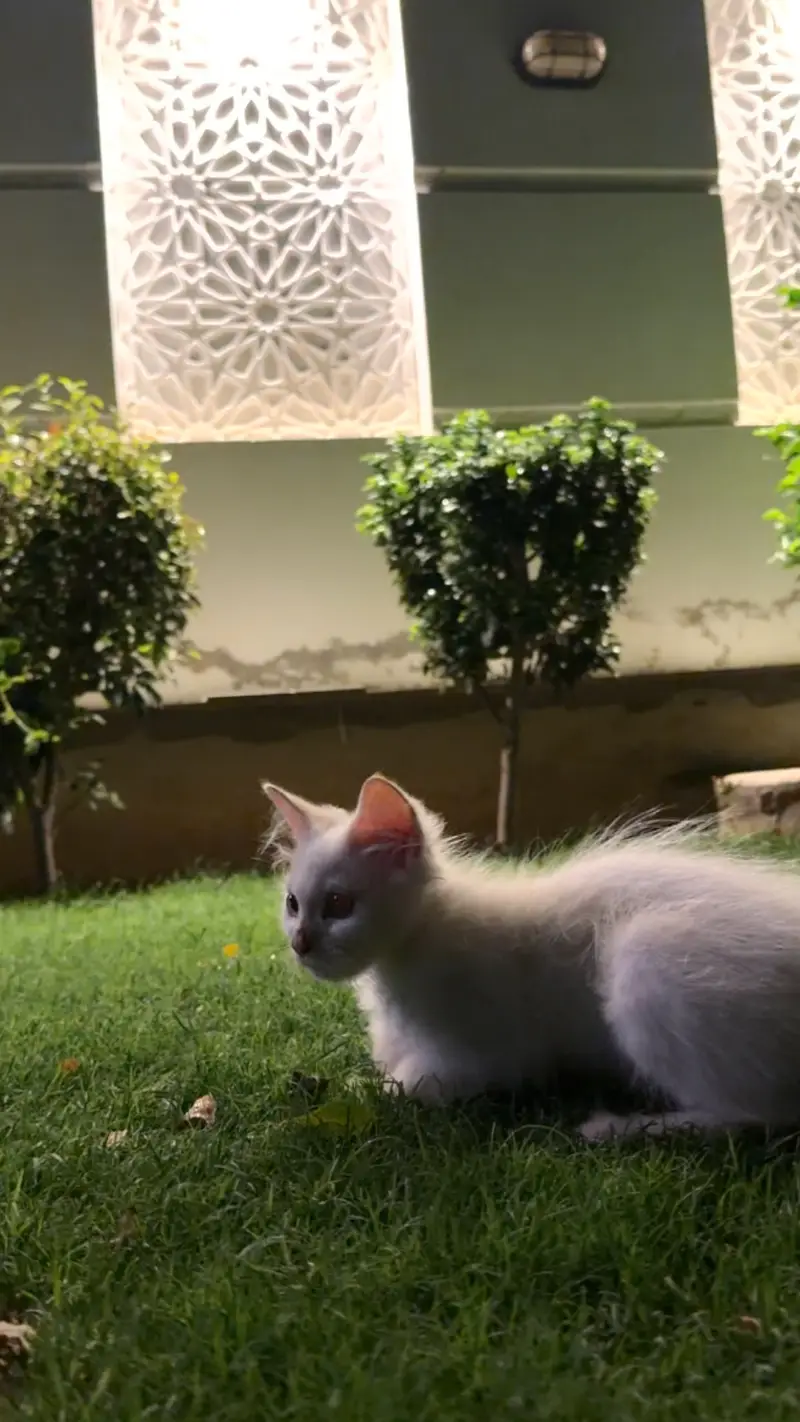 Cat for sale — photo 3
