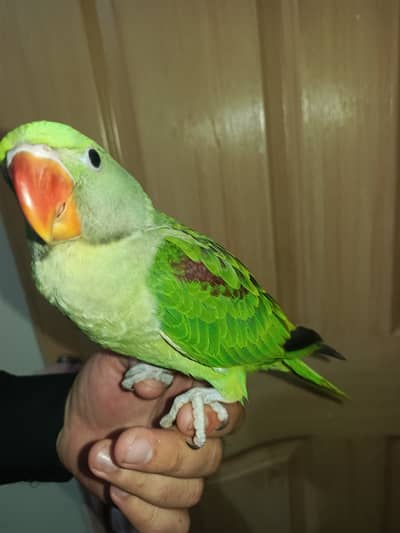 Cute parrot, urgent for sale 0.3. 0.6. 0.5. 4.1. 0.0. 4