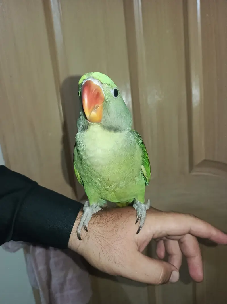 Cute parrot, urgent for sale 0.3. 0.6. 0.5. 4.1. 0.0. 4 — photo 2