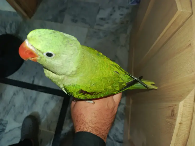 Cute parrot, urgent for sale 0.3. 0.6. 0.5. 4.1. 0.0. 4 — photo 3