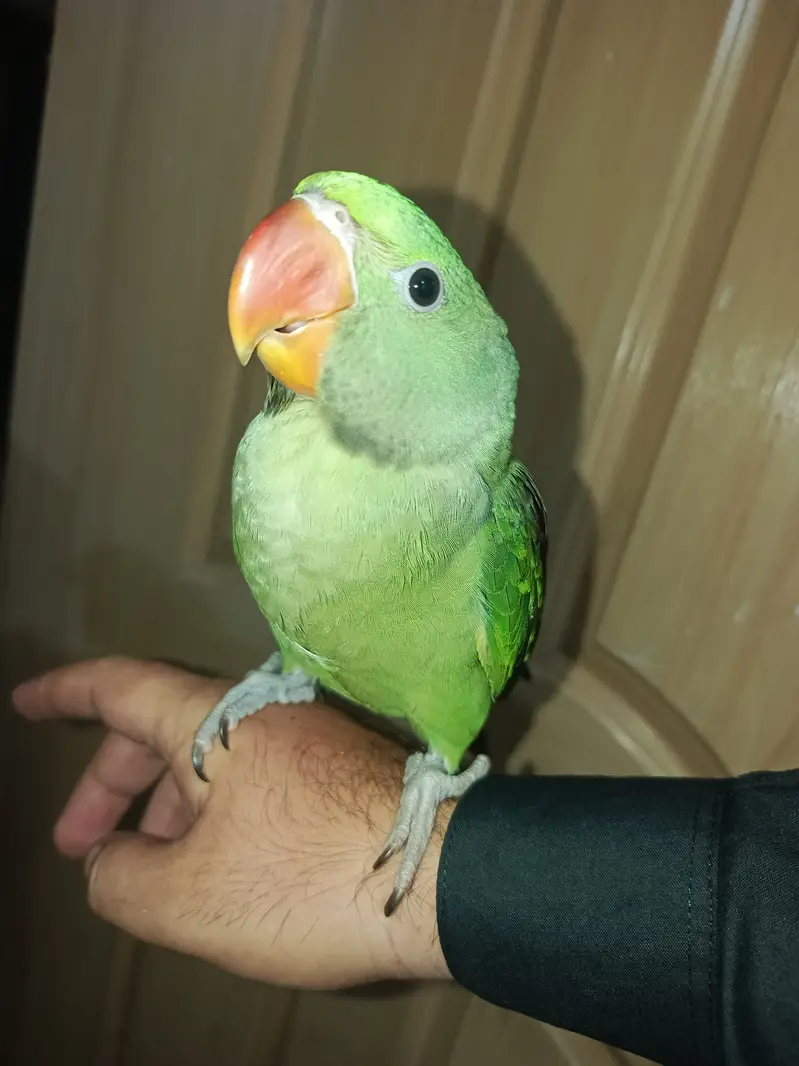 Cute parrot, urgent for sale 0.3. 0.6. 0.5. 4.1. 0.0. 4 — photo 4