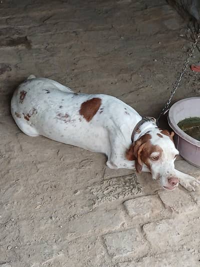 pointer female