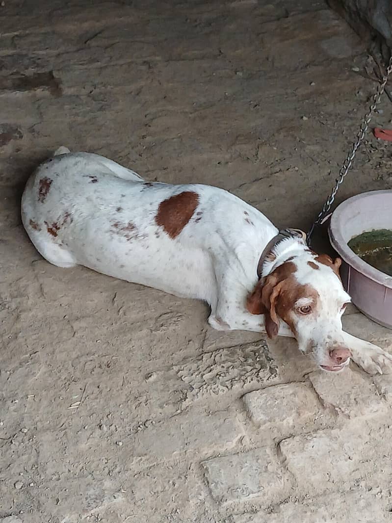 pointer female 0