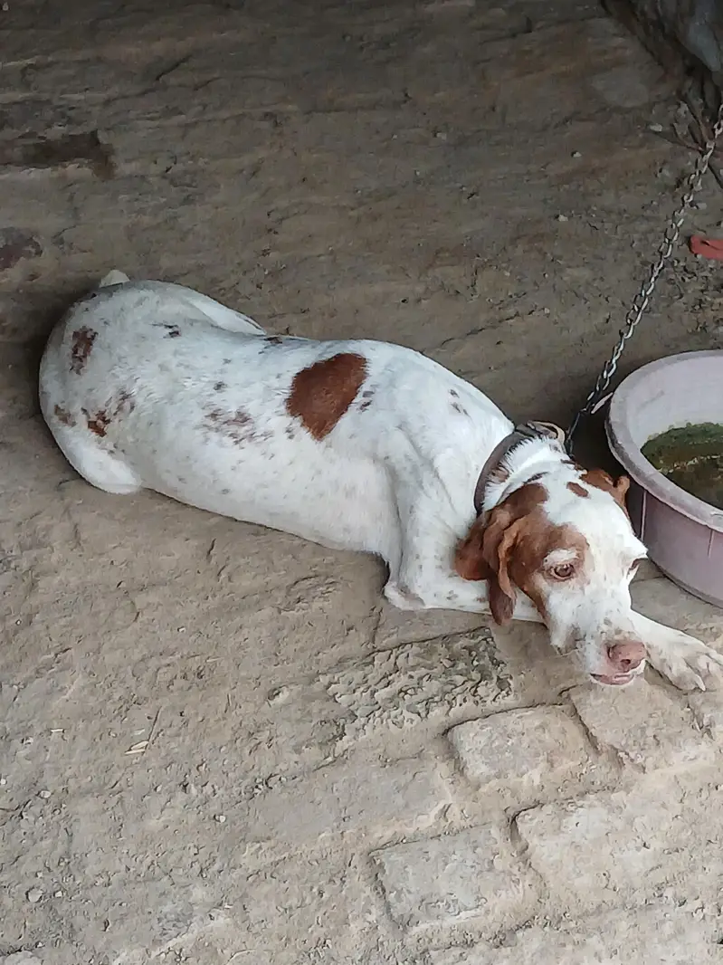pointer female