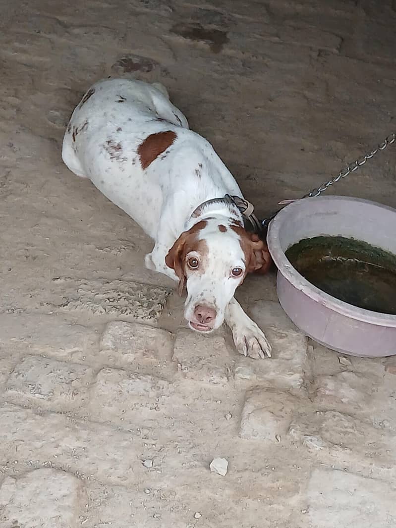 pointer female 1