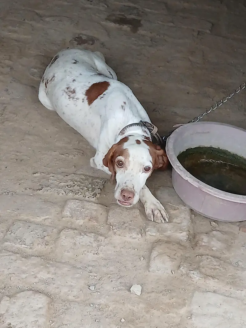 pointer female — photo 2
