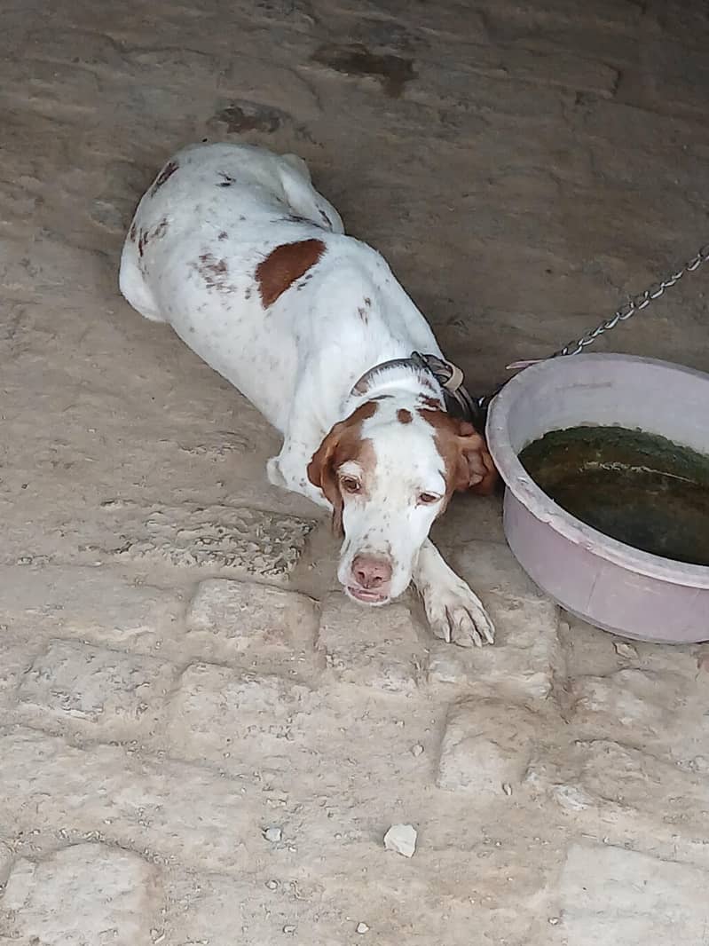 pointer female 2