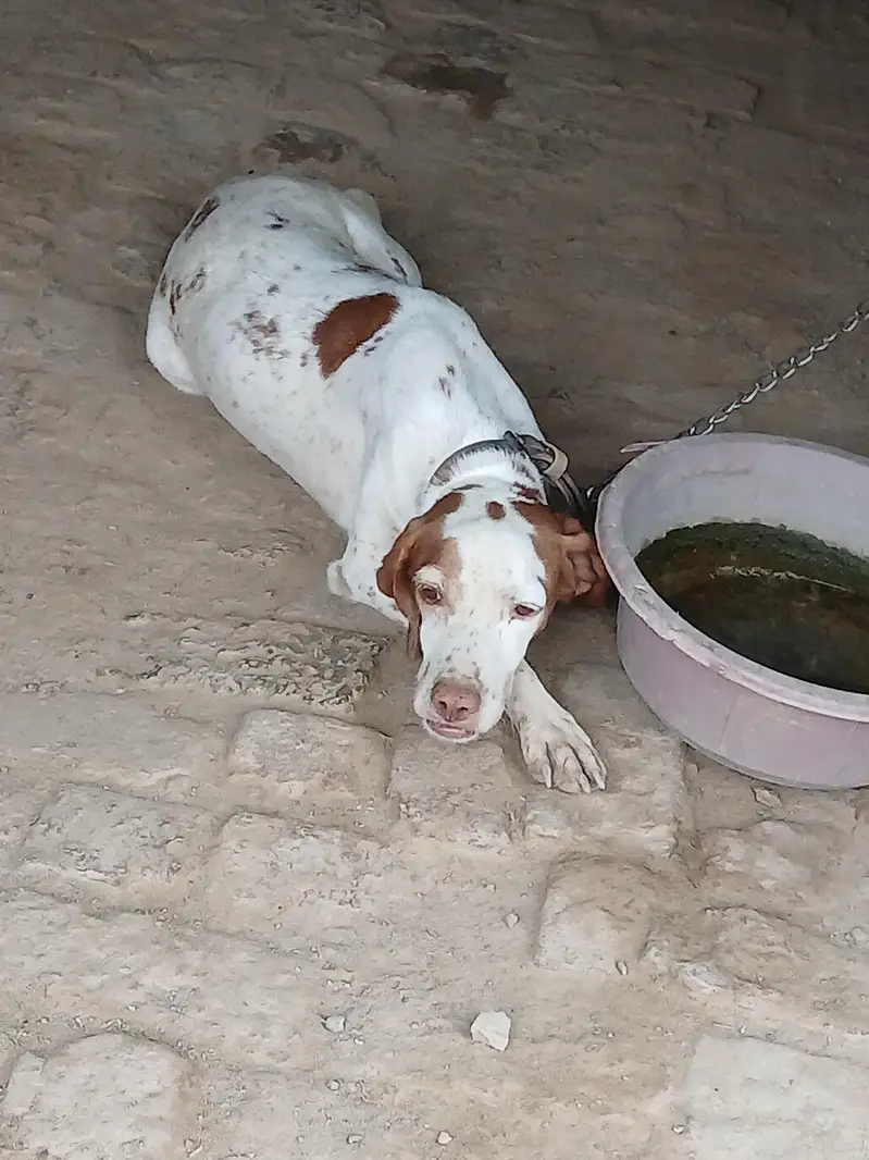 pointer female — photo 3