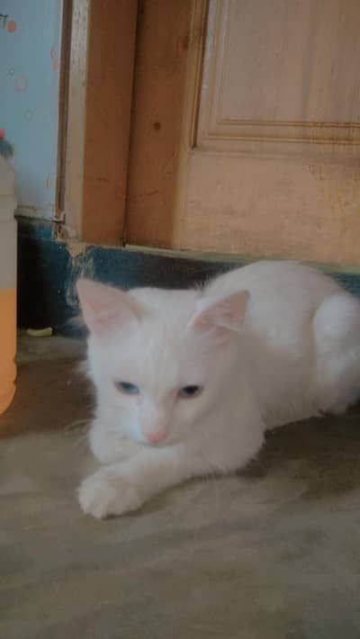 beautiful home white cat, blue eyes
