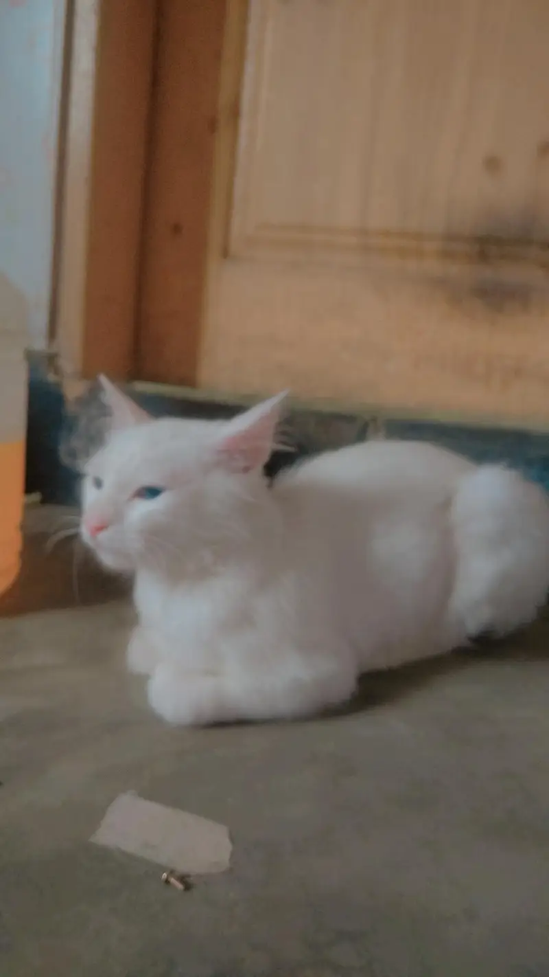 beautiful home white cat, blue eyes — photo 2
