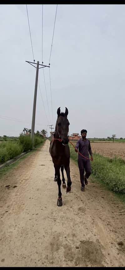 Horse