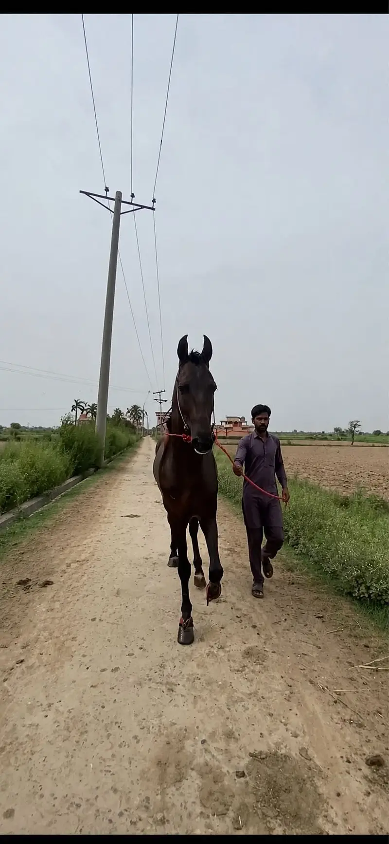 Horse