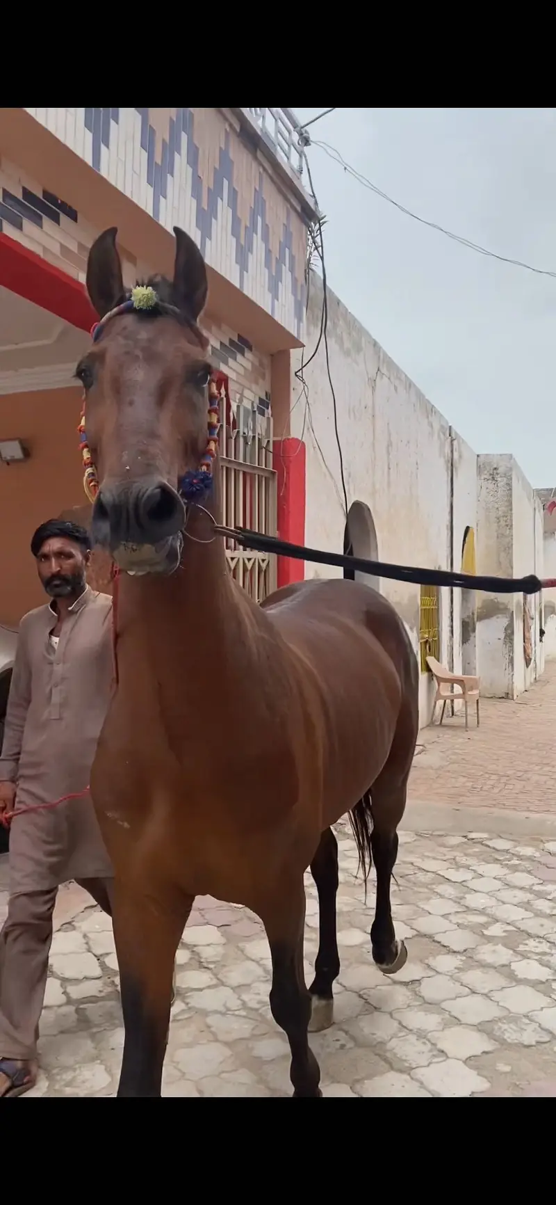 Horse — photo 2