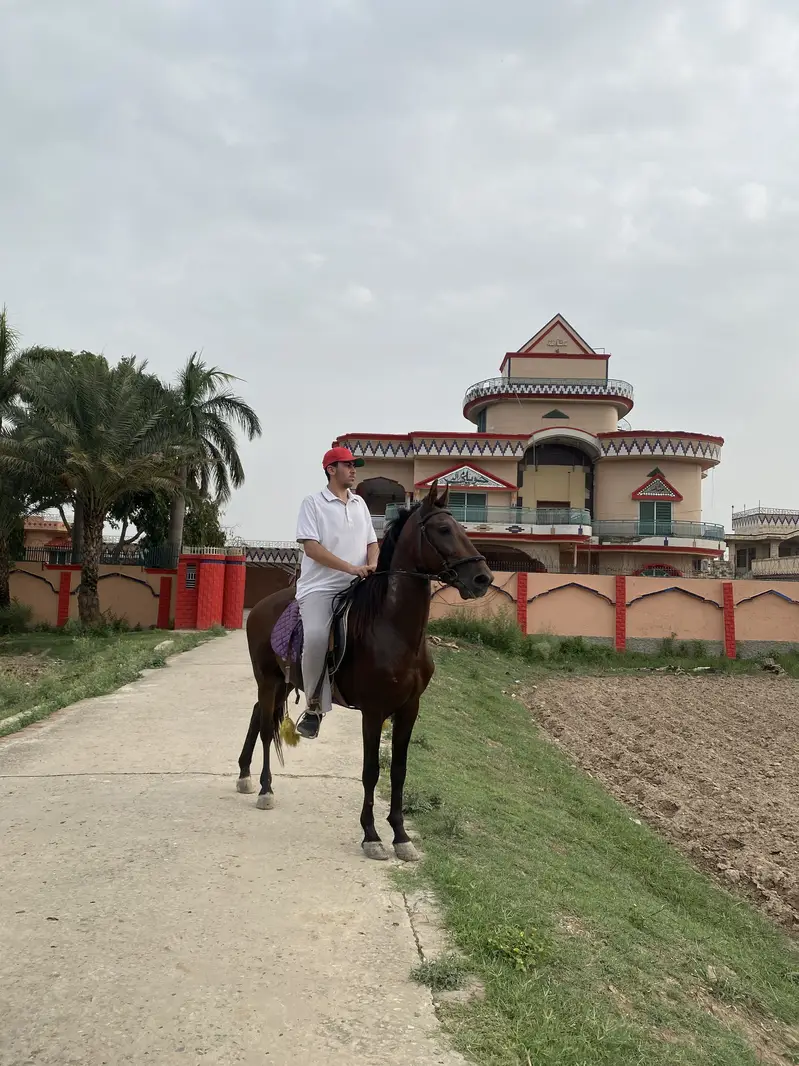 Horse — photo 3