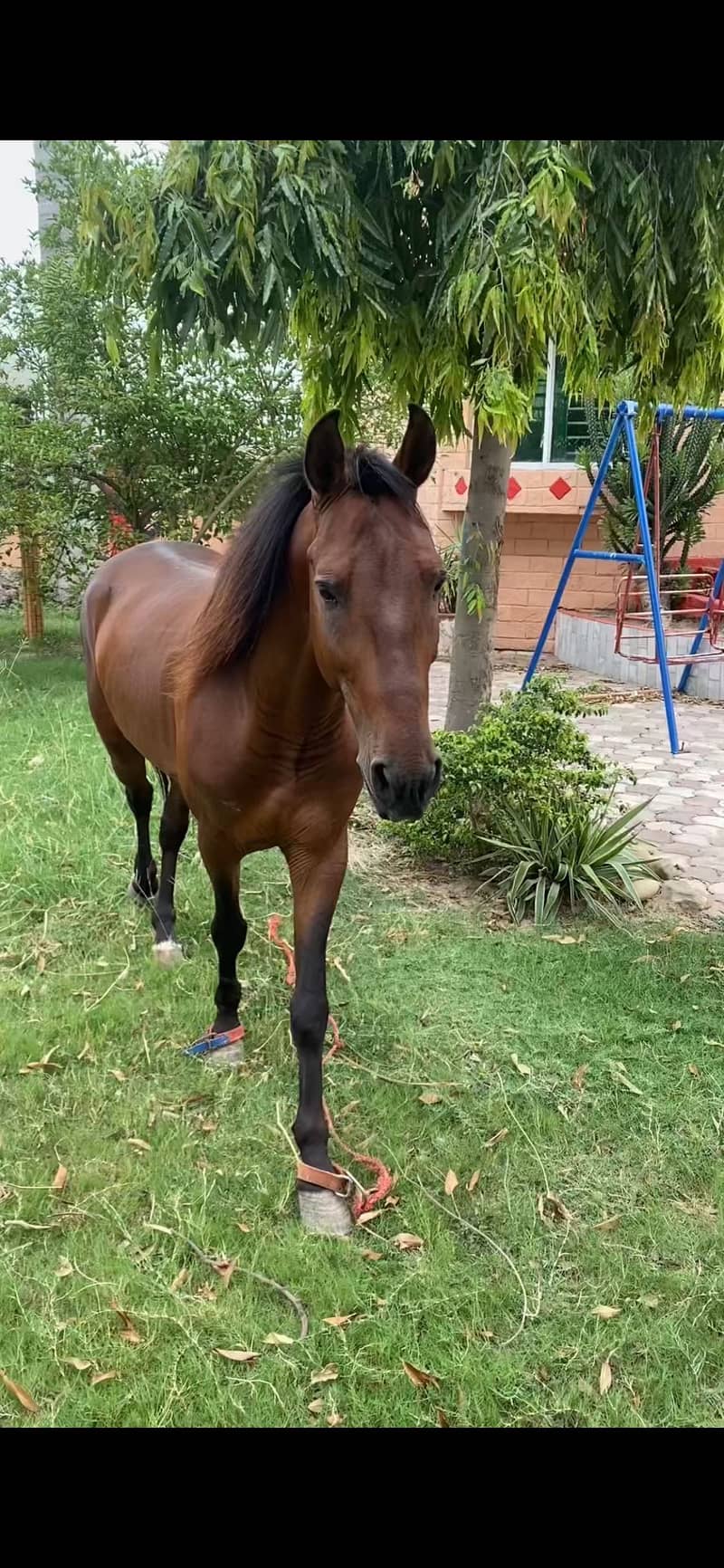 Horse 3