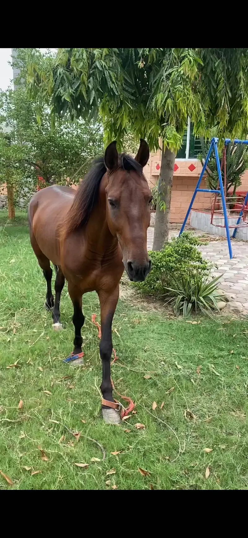 Horse — photo 4