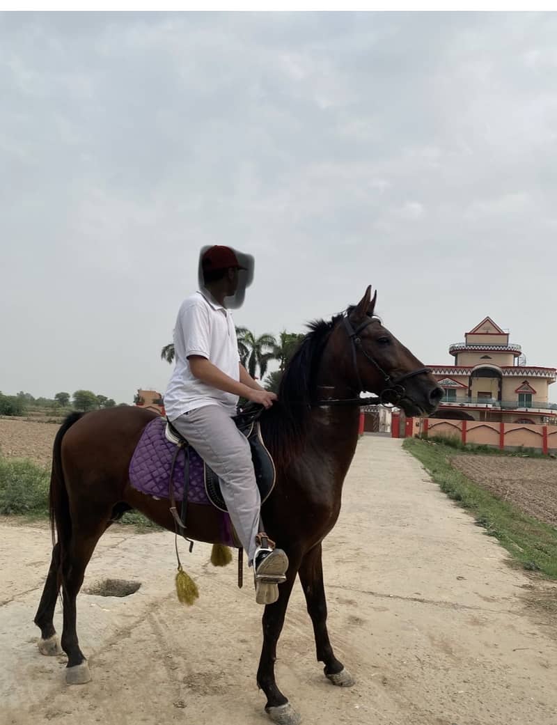 Horse 4