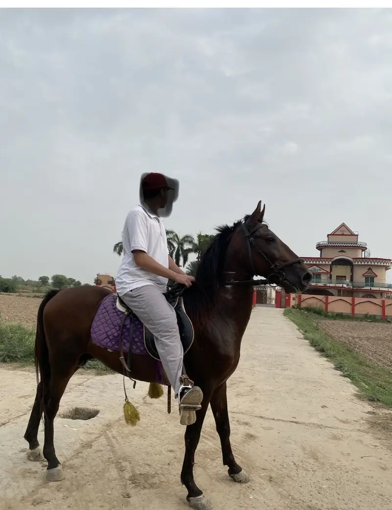 Horse — photo 5