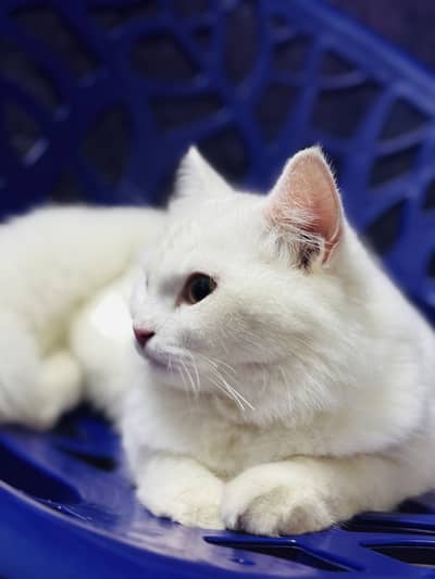 Persian Male Cat [Trained]
