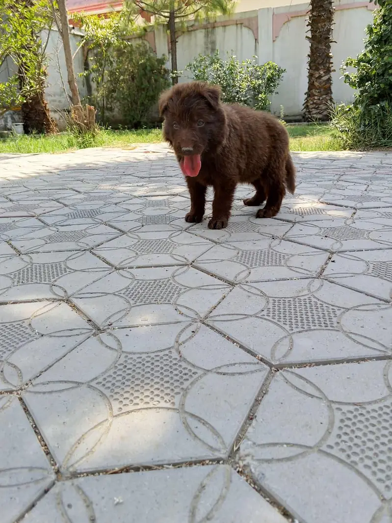 liver German shepherd dog for sale — photo 2