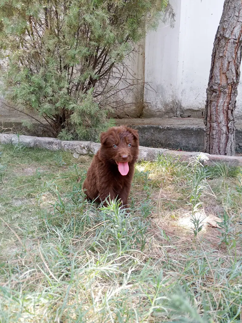 liver German shepherd dog for sale — photo 3