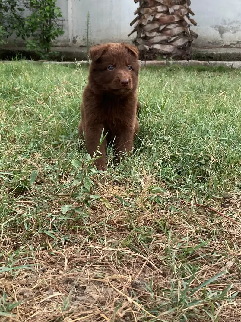 liver German shepherd dog for sale — photo 4