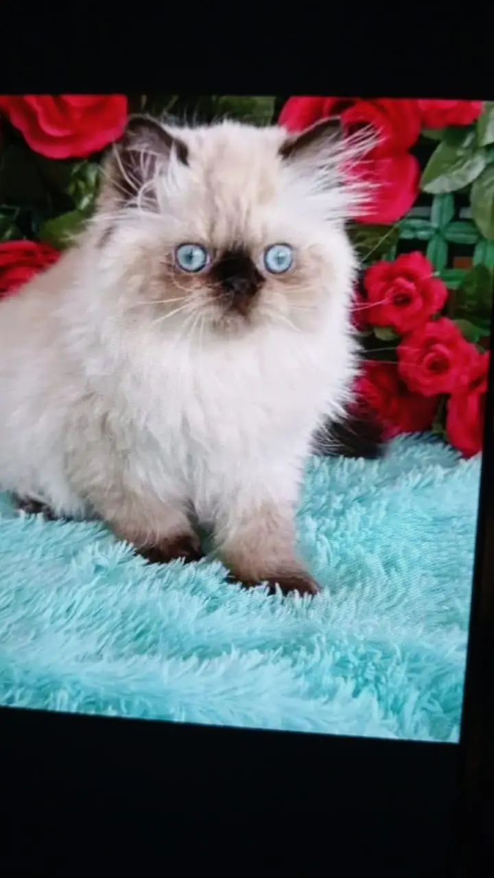 Persian kittens — photo 2