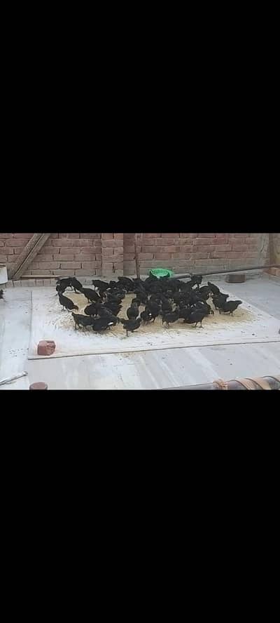 Pure Australorp chicks for sale healthy active and vaccinated