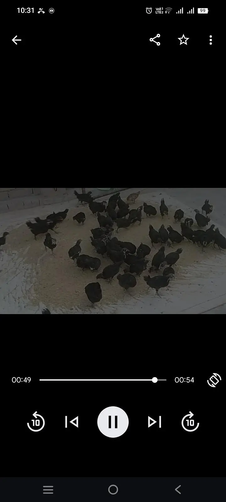 Pure Australorp chicks for sale healthy active and vaccinated — photo 2