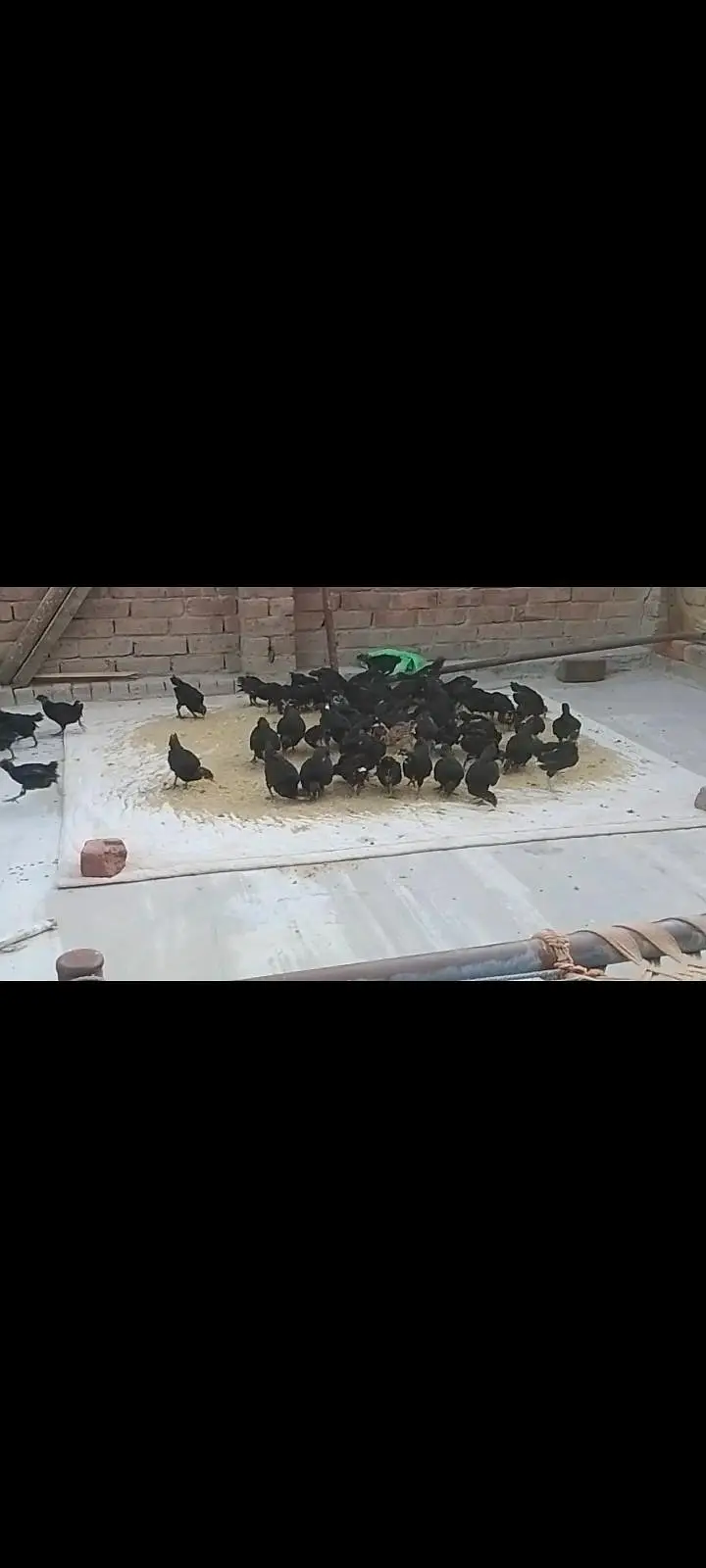 Pure Australorp chicks for sale healthy active and vaccinated — photo 3