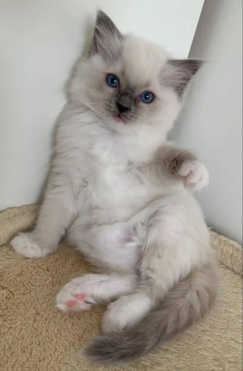 Persian kittens — photo 3