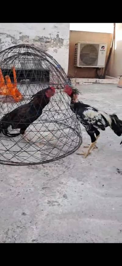 aseel male female kids for sale