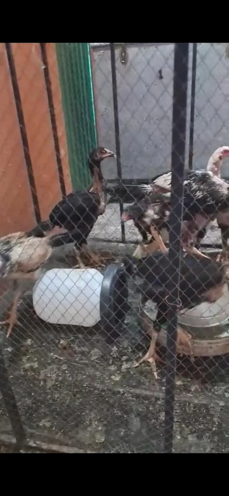 aseel male female kids for sale — photo 4