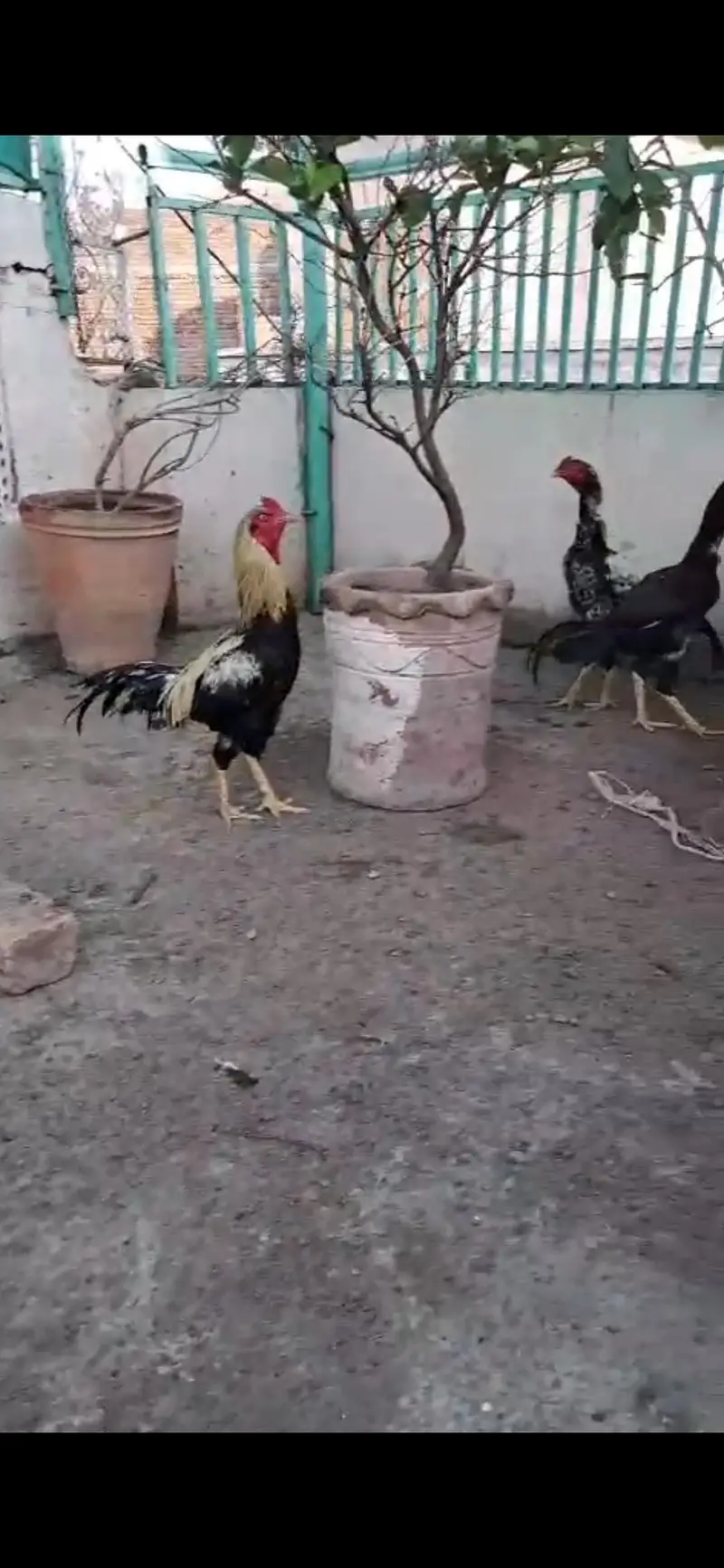 aseel male female kids for sale — photo 12