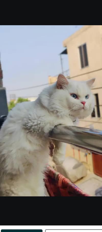 stud male for sale what's app,0304,80,81,621, video matting ki hai