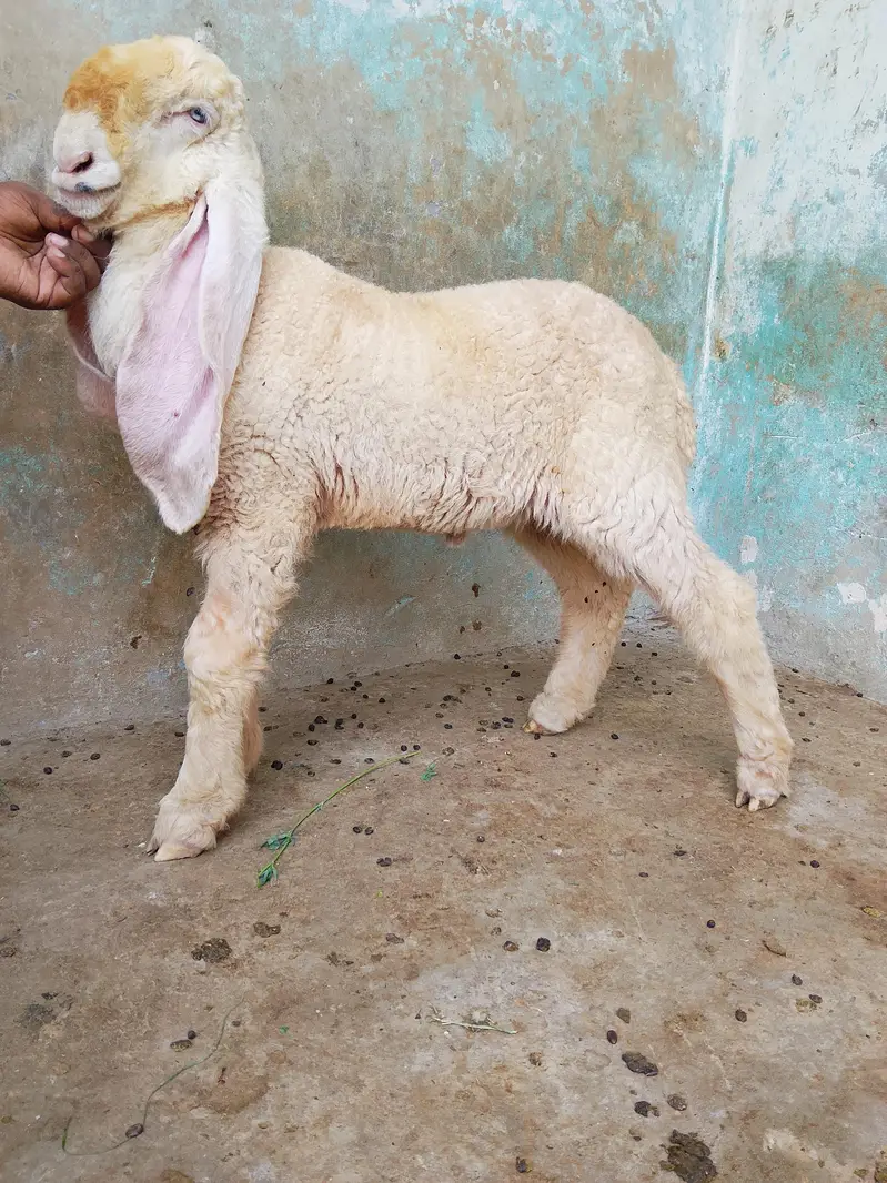 kakka kajla chatra male