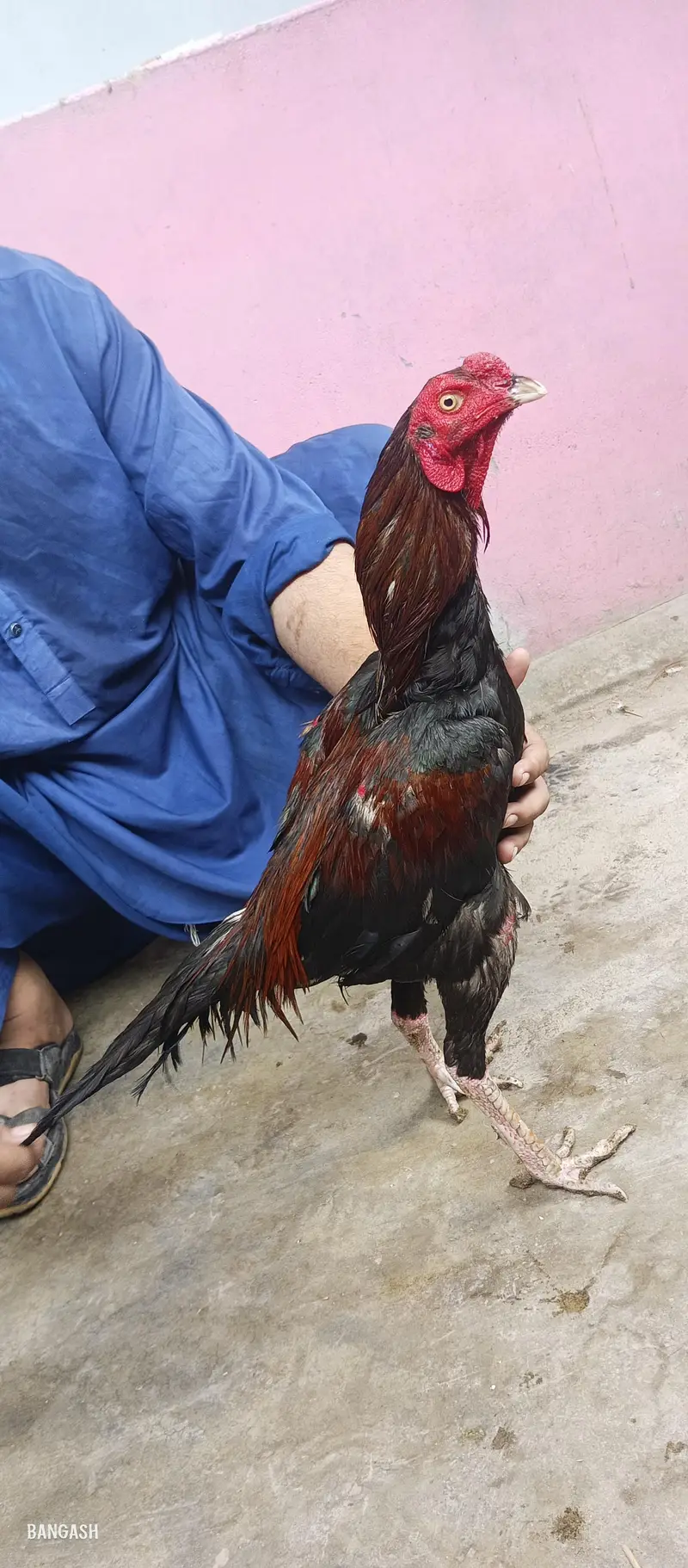 aseel murga 03033512480 — photo 2