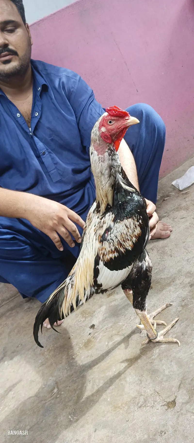 aseel murga 03033512480 — photo 3