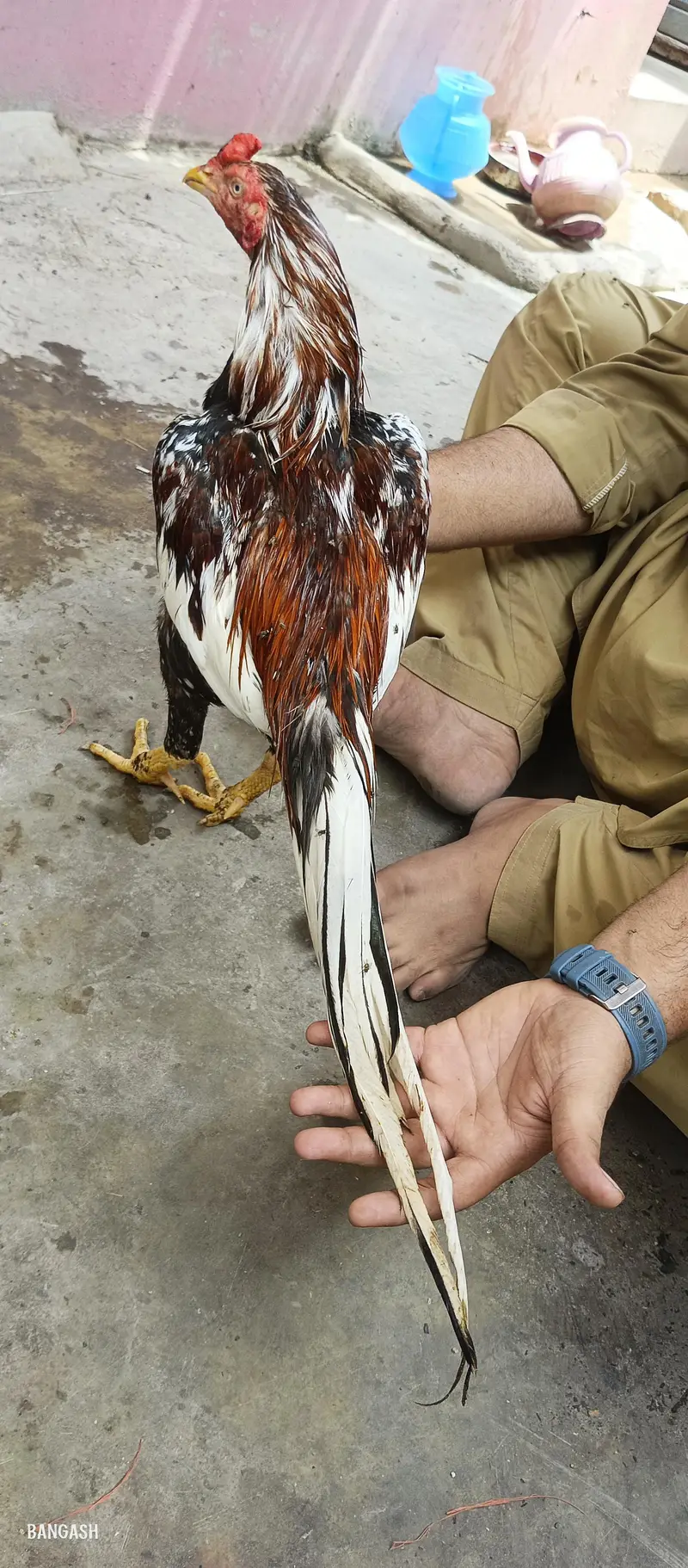 aseel murga 03033512480 — photo 4