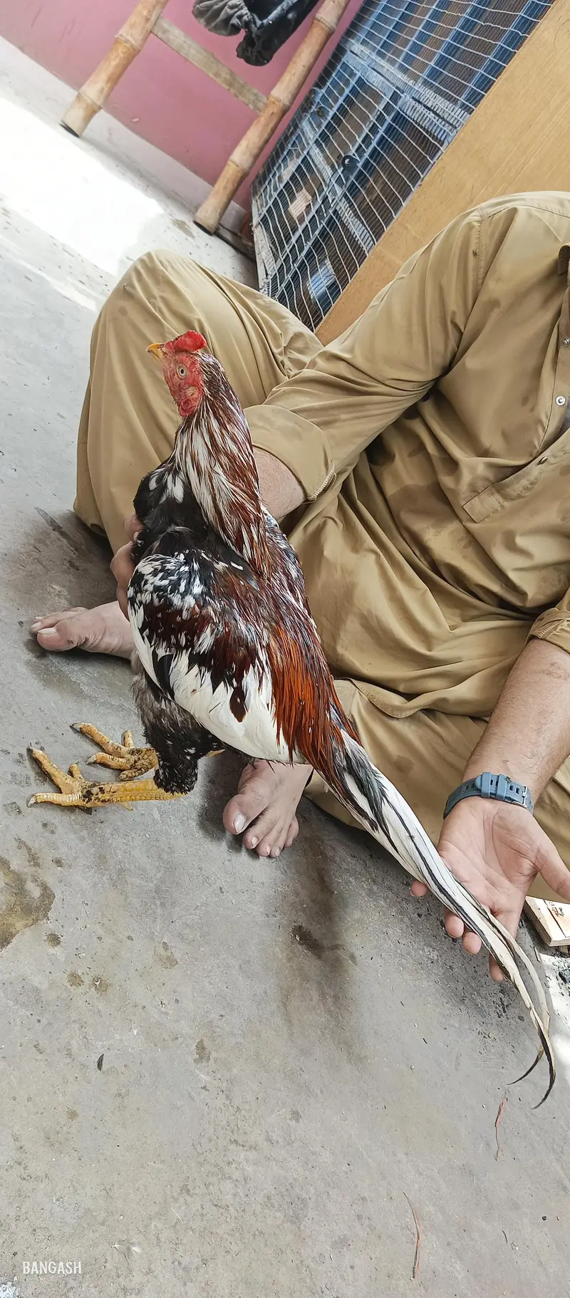 aseel murga 03033512480 — photo 5