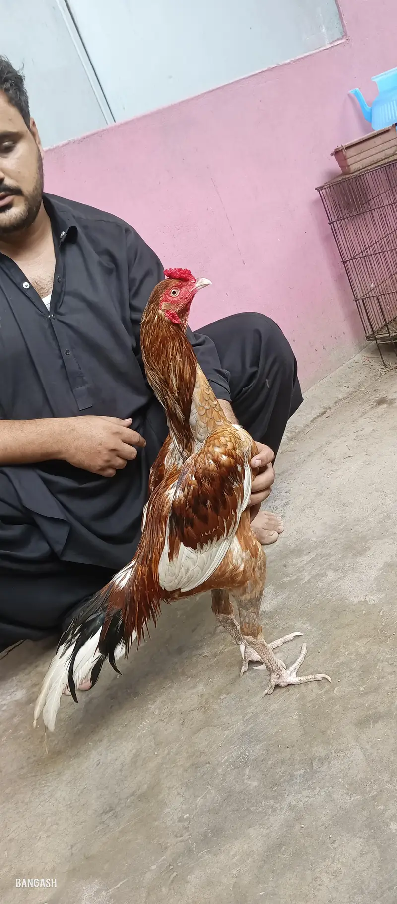 aseel murga 03033512480 — photo 6