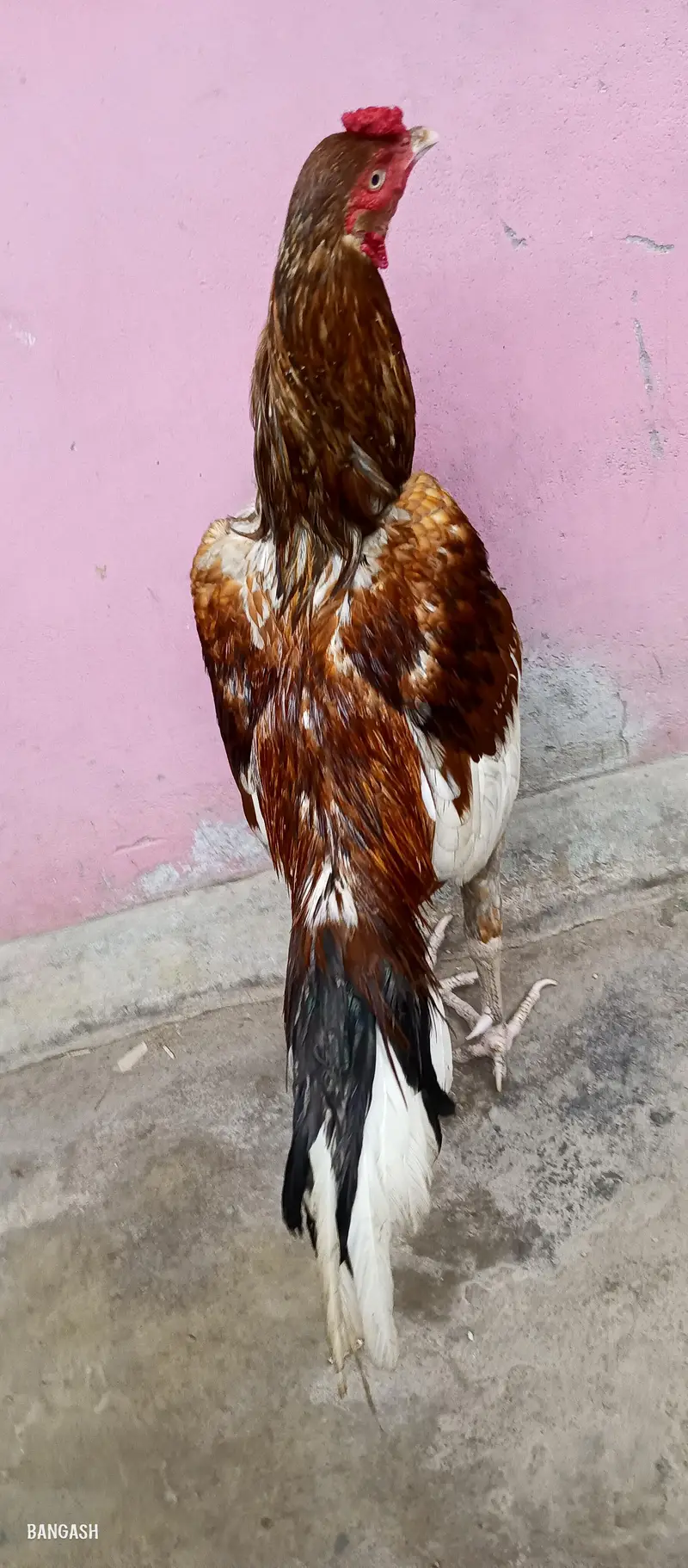 aseel murga 03033512480 — photo 7