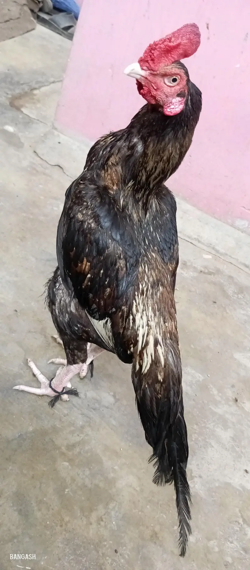 aseel murga 03033512480 — photo 9